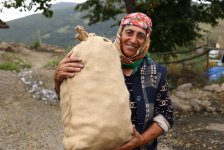 Support for dev't of potato farming in Dashkasan project of AzerGold CJSC finished successfully (PHOTO/VIDEO)