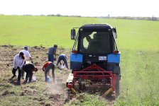 Support for dev't of potato farming in Dashkasan project of AzerGold CJSC finished successfully (PHOTO/VIDEO)