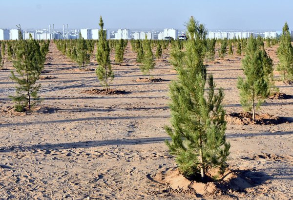 Turkmenistan, FAO to update country's forest code to adapt to climate change