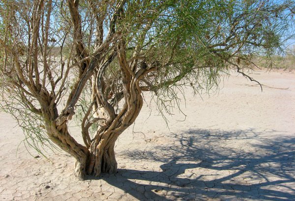 Turkmenistan to develop desertification combatting technology