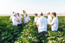 Azerbaijan's Azersheker airs joint project with Uzbek Global Textile (Exclusive) (PHOTO)