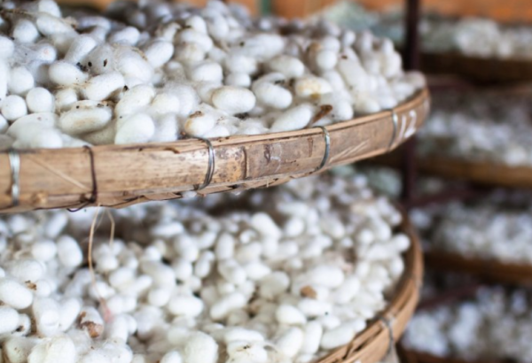Chinese company set to supply silk worm eggs to Azerbaijani farmers