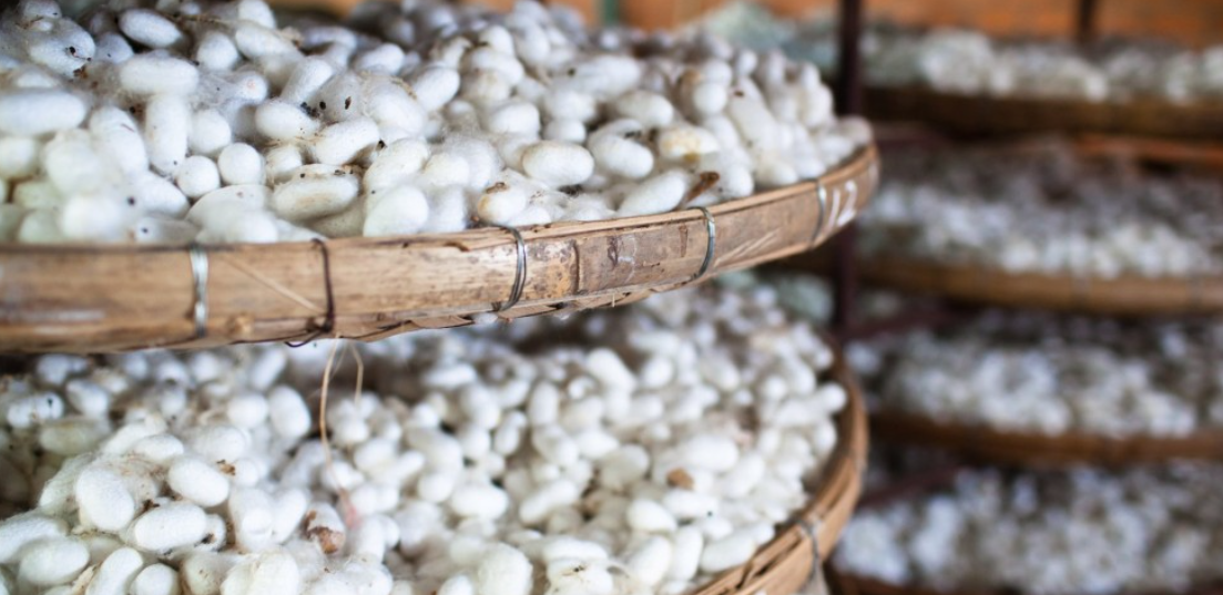 Chinese company set to supply silk worm eggs to Azerbaijani farmers