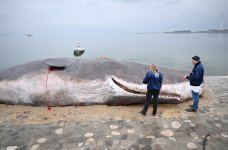 Vice-President of Heydar Aliyev Foundation Leyla Aliyeva and Head of Baku Media Center Arzu Aliyeva attend presentation of international project on protection of marine species (PHOTO)
