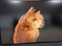 Cultural diversity at COP29 in Baku – Creative pavilions, carpets, expositions (PHOTO)