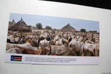 Cultural diversity at COP29 in Baku – Creative pavilions, carpets, expositions (PHOTO)