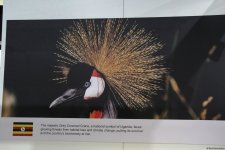 Cultural diversity at COP29 in Baku – Creative pavilions, carpets, expositions (PHOTO)