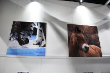 Cultural diversity at COP29 in Baku – Creative pavilions, carpets, expositions (PHOTO)
