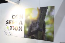 Cultural diversity at COP29 in Baku – Creative pavilions, carpets, expositions (PHOTO)