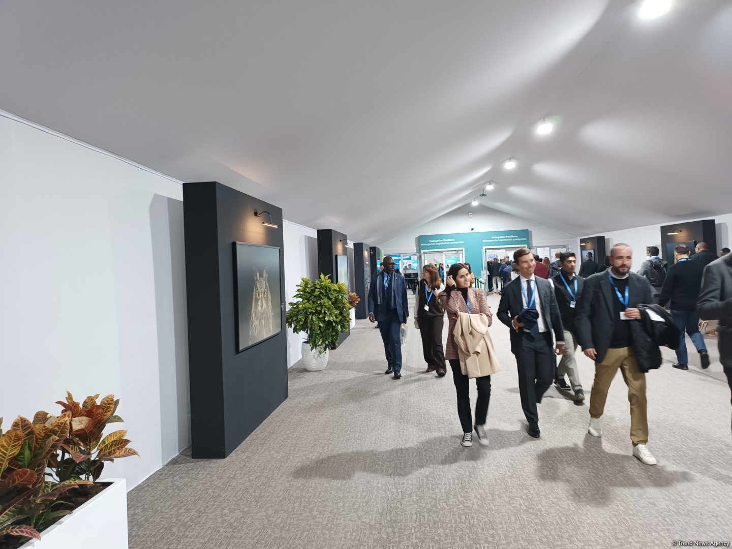 Cultural diversity at COP29 in Baku – Creative pavilions, carpets, expositions (PHOTO)