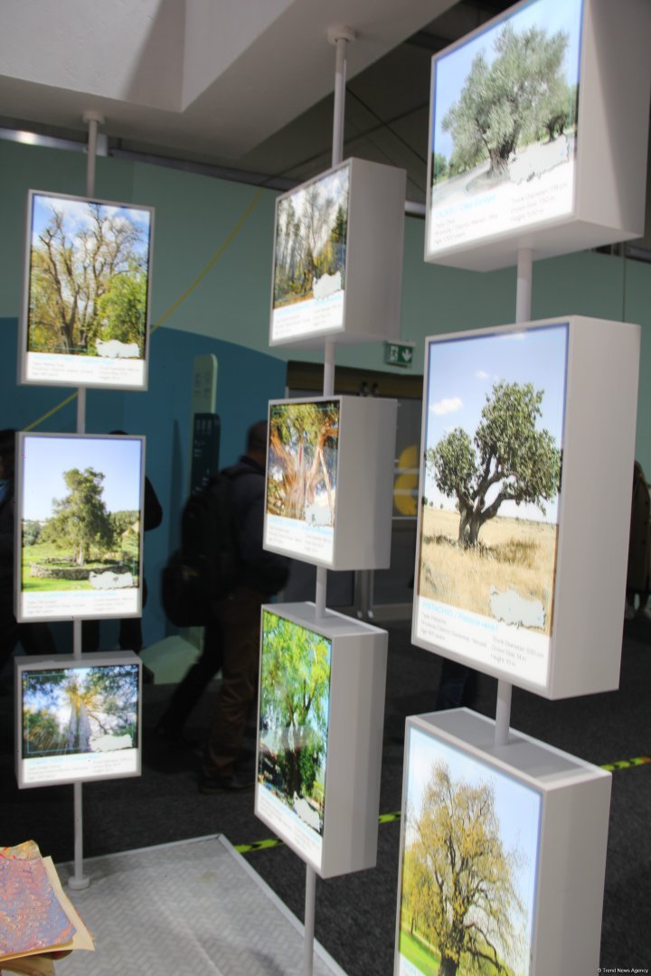 Cultural diversity at COP29 in Baku – Creative pavilions, carpets, expositions (PHOTO)