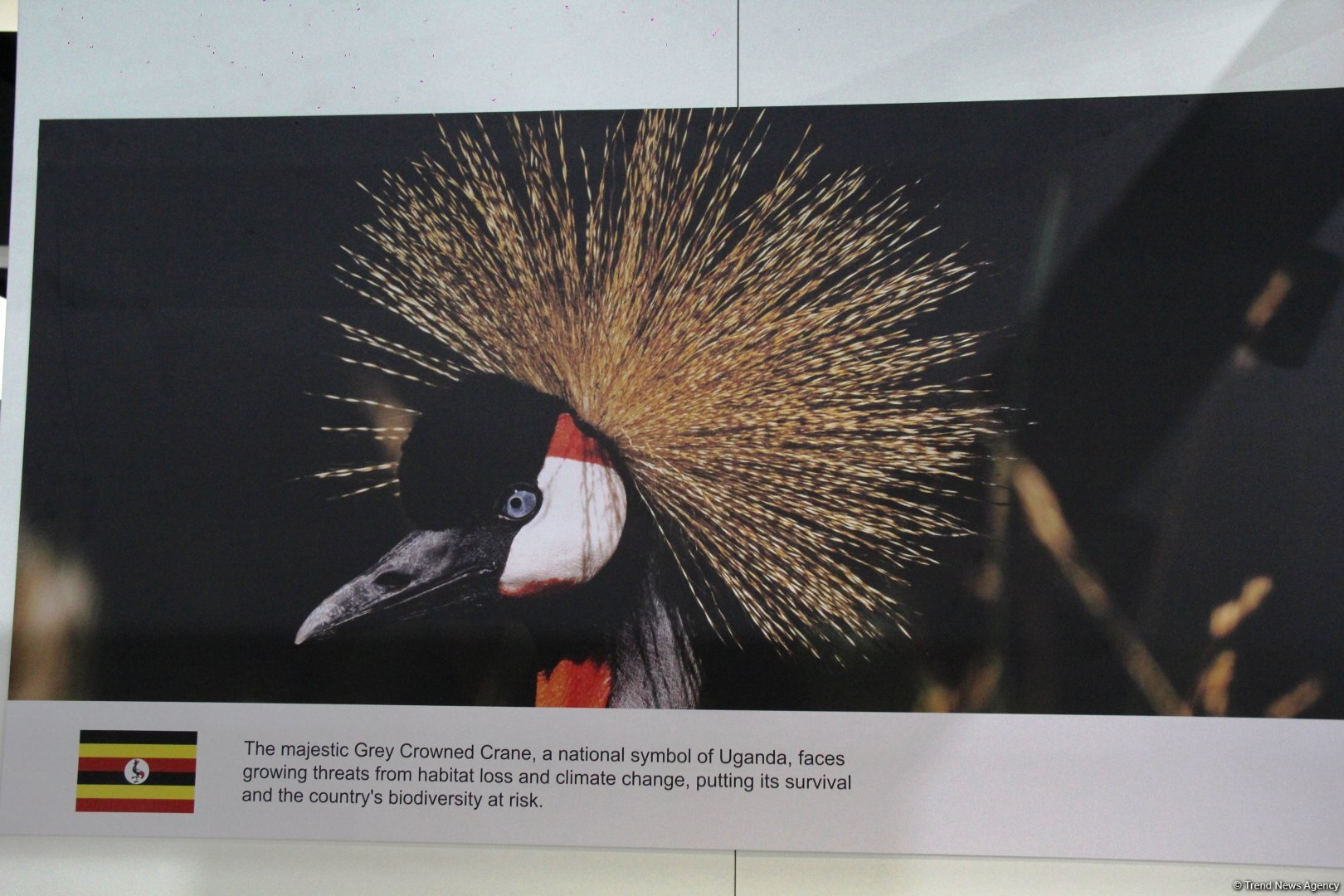 Cultural diversity at COP29 in Baku – Creative pavilions, carpets, expositions (PHOTO)