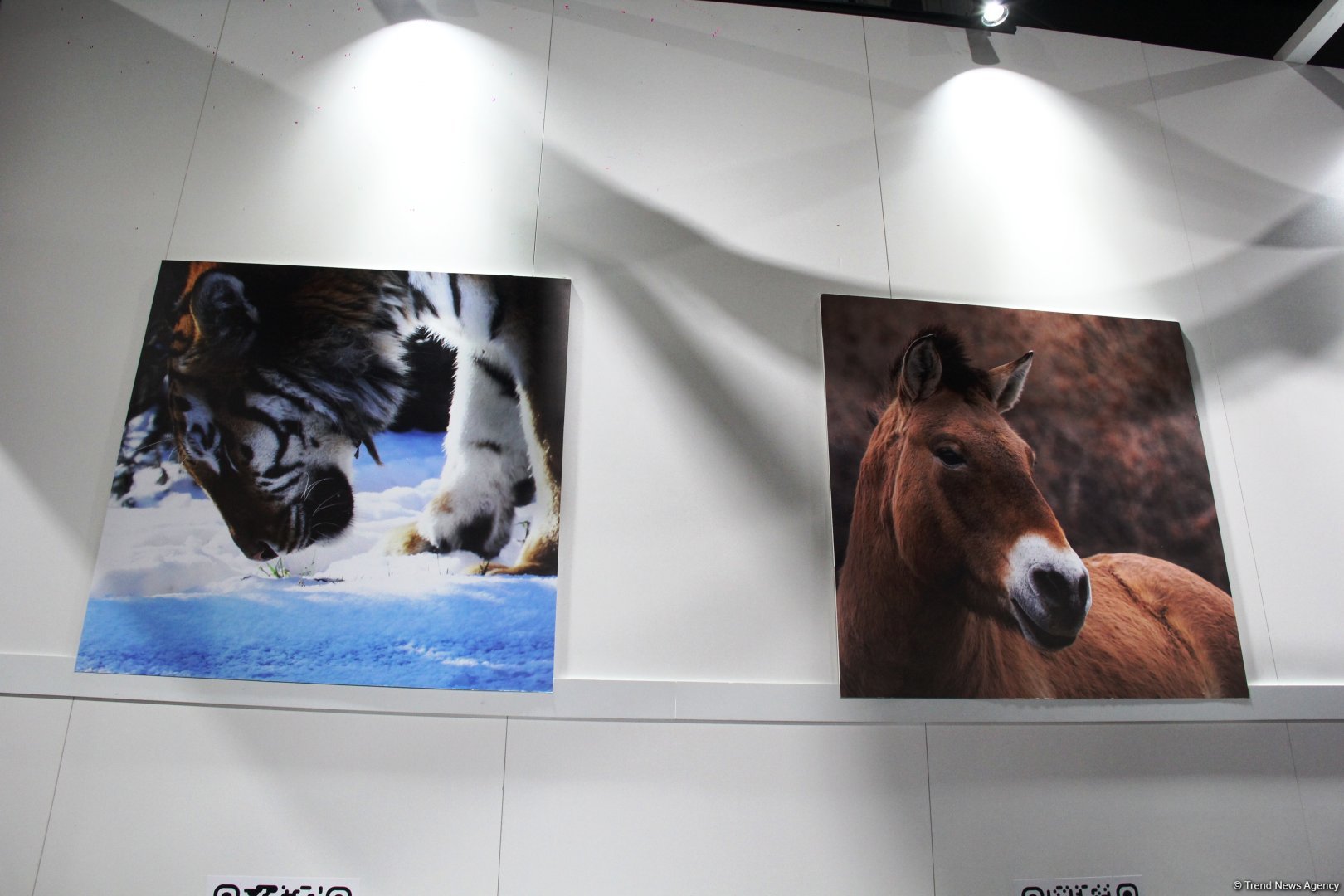 Cultural diversity at COP29 in Baku – Creative pavilions, carpets, expositions (PHOTO)