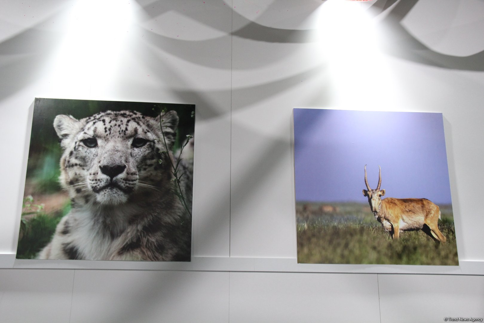 Cultural diversity at COP29 in Baku – Creative pavilions, carpets, expositions (PHOTO)