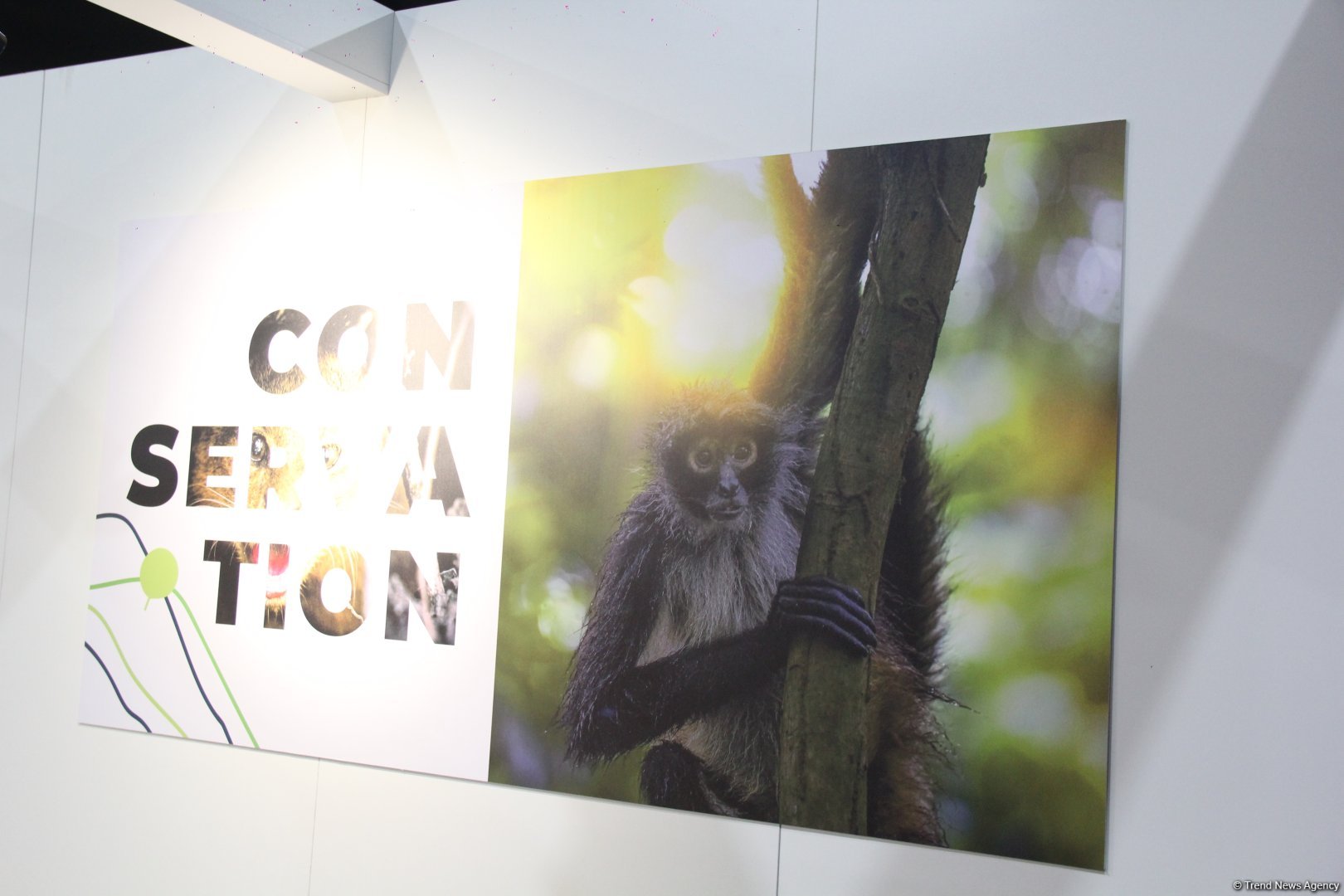Cultural diversity at COP29 in Baku – Creative pavilions, carpets, expositions (PHOTO)