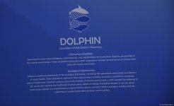 COP29 hosts presentation of "Whale Wash" documentary film (PHOTO)