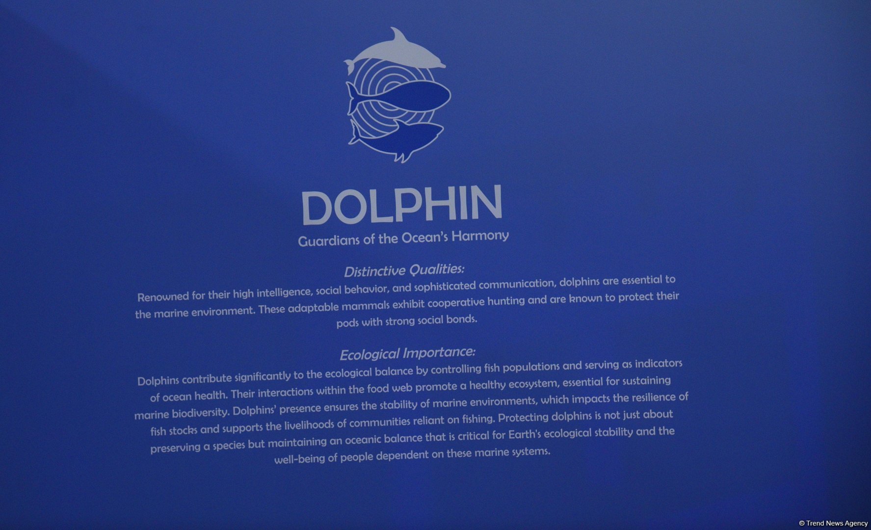 COP29 hosts presentation of "Whale Wash" documentary film (PHOTO)