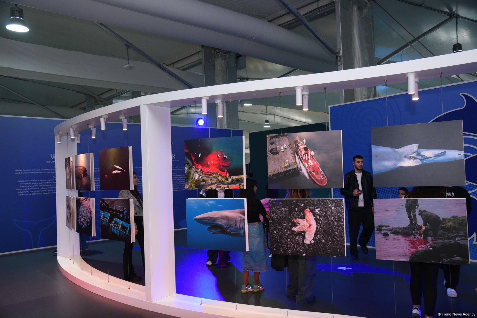 COP29 hosts presentation of "Whale Wash" documentary film (PHOTO)