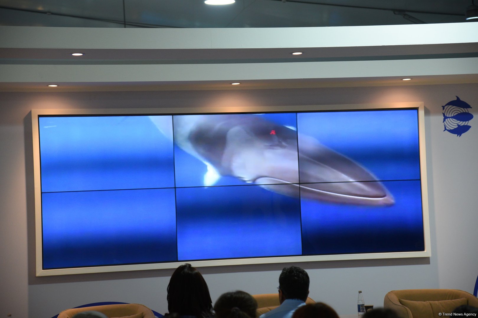 COP29 hosts presentation of "Whale Wash" documentary film (PHOTO)