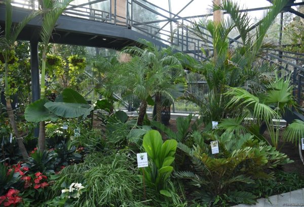 90-year-old nature fund in Azerbaijan's Baku - photo report from Central Botanical Garden