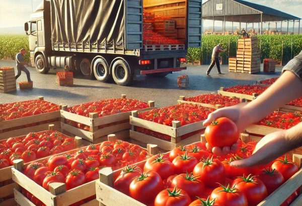 Turkmenistan expands tomatoes exports