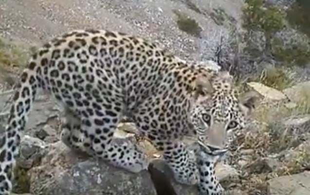 Azerbaijan boosts nationwide number of leopards (VIDEO)