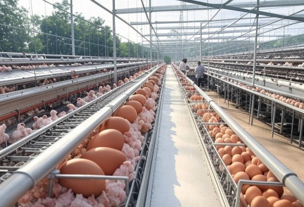 Azerbaijan breaks new ground, set to export eggs to Poland, Belgium, and Israel