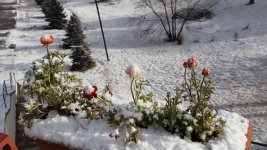 Snowfall shrouds Azerbaijan's Khankendi in white blanket (PHOTO)