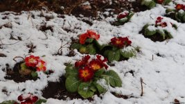 Snowfall shrouds Azerbaijan's Khankendi in white blanket (PHOTO)