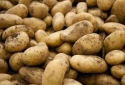 Kyrgyzstan’s potato exports surge, driven by strong demand from Uzbekistan, Kazakhstan