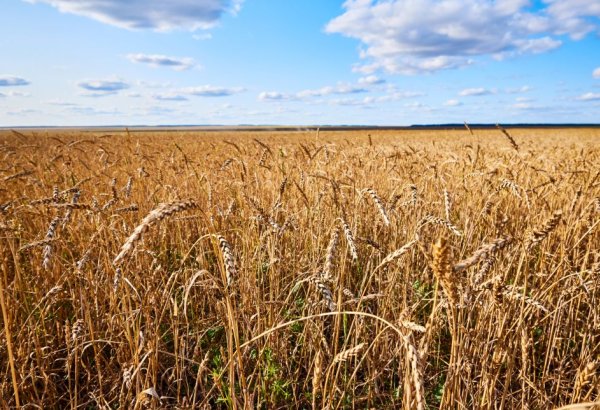 Tajikistan notes rise in wheat production