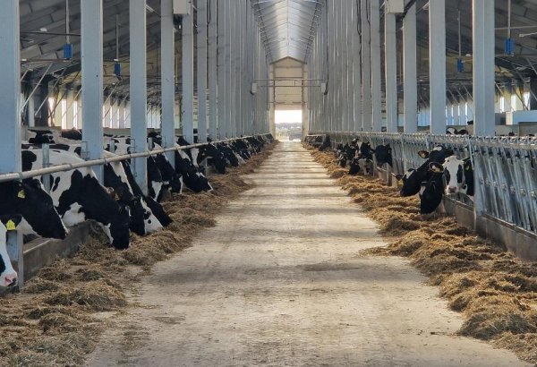 Tajikistan sees growth in milk production in 2M2025
