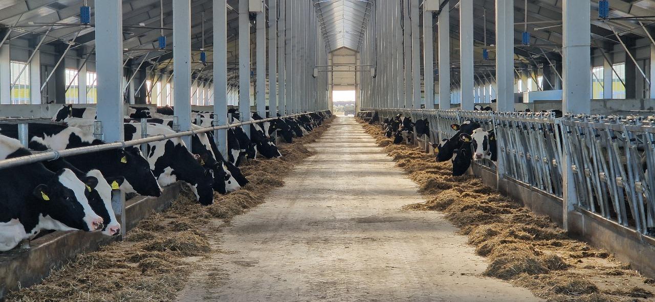 Tajikistan sees growth in milk production in 2M2025