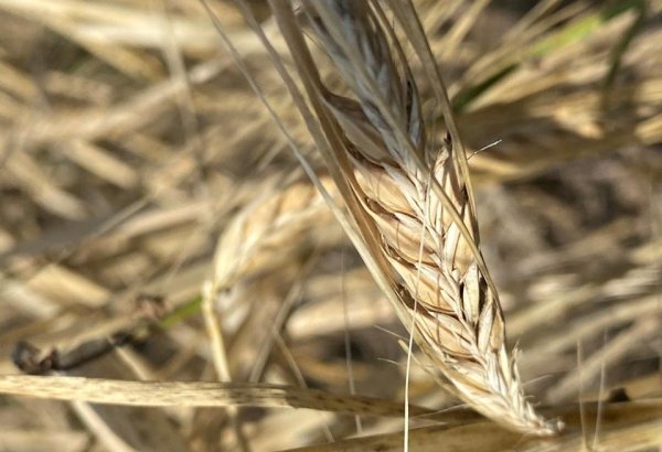 Rosselkhoznadzor clears up transit of Kazakh grain across country's territory