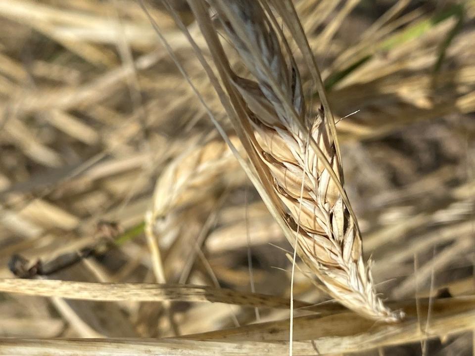 Rosselkhoznadzor clears up transit of Kazakh grain across country's territory
