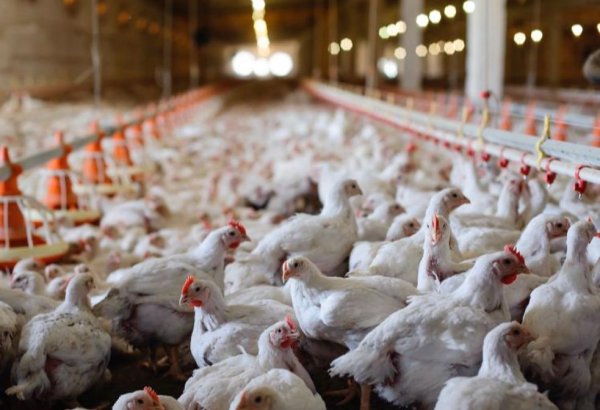 Kazakhstan launches ambitious project to build poultry farm in Turkestan region