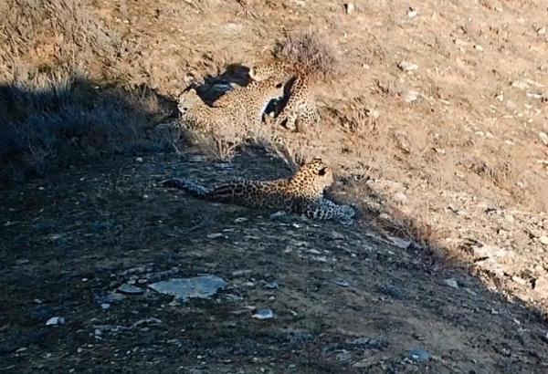 Azerbaijan's Zangezur National Park depicts unique leopard sighting in rare footage (VIDEO)