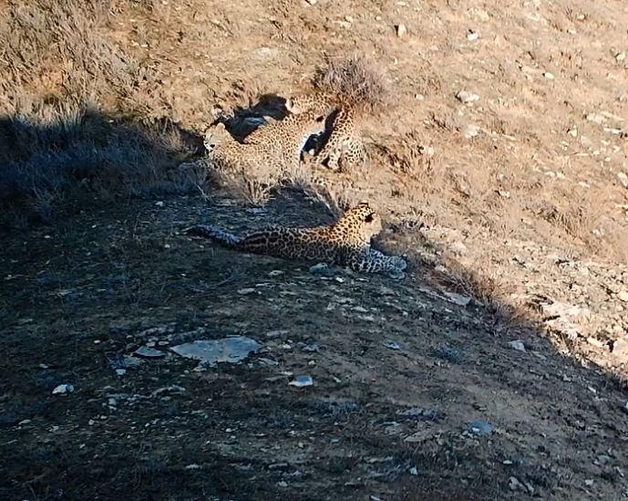 Azerbaijan's Zangezur National Park depicts unique leopard sighting in rare footage (VIDEO)