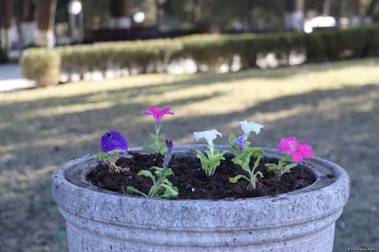 Azerbaijan’s Khankendi awakens to splendor of spring (PHOTO)