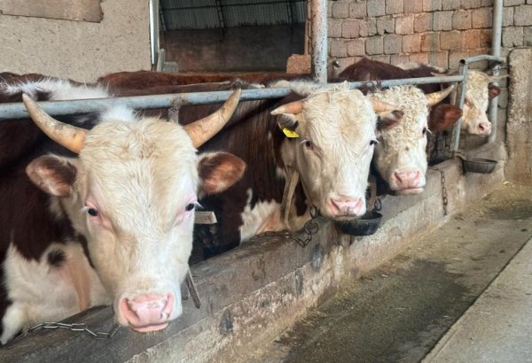Kazakhstan extends livestock export ban to ensure stable herd growth