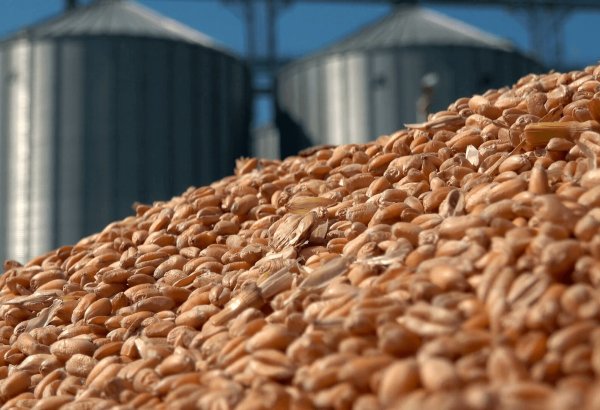 Kazakhstan strikes big deals, expanding grain exports to North Africa and Morocco