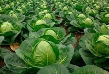 Uzbekistan reveals nation's export volume of cabbage in 1Q2025