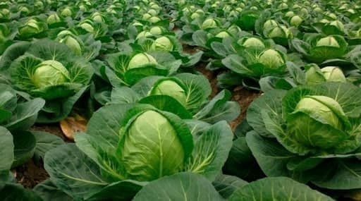 Uzbekistan reveals nation's export volume of cabbage in 1Q2025