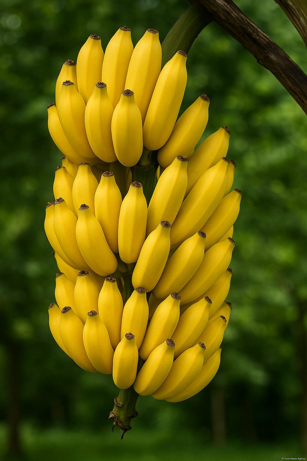 Azerbaijan's banana import costs hit new highs