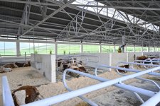 President Ilham Aliyev attends opening of livestock complex in Khojaly’s Khanabad village (PHOTO)