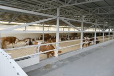 President Ilham Aliyev attends opening of livestock complex in Khojaly’s Khanabad village (PHOTO)