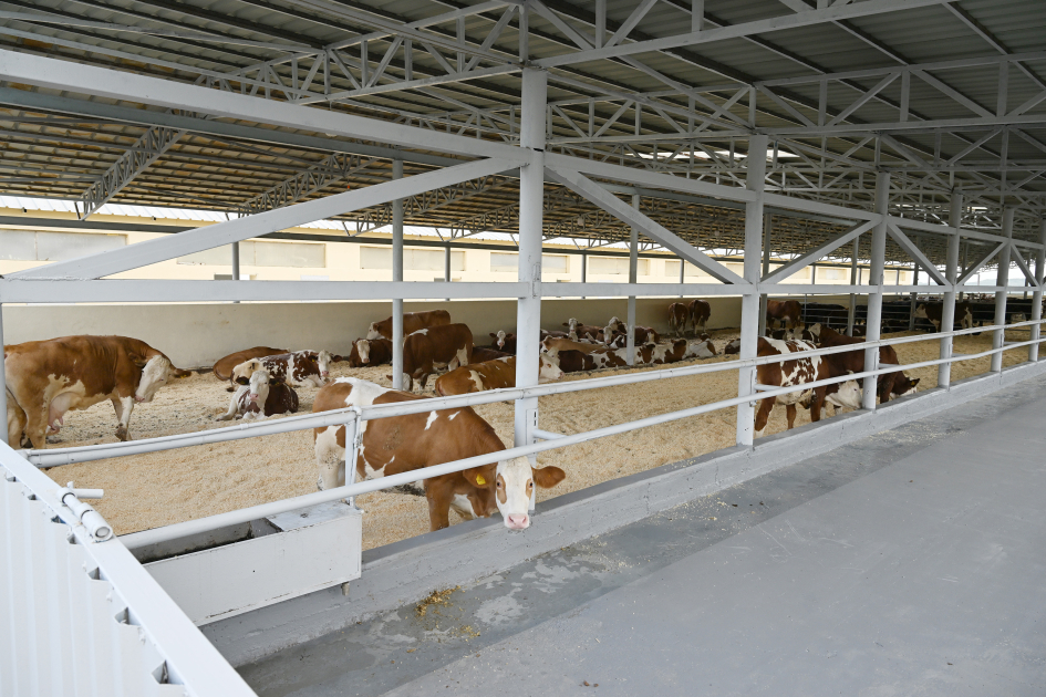 President Ilham Aliyev attends opening of livestock complex in Khojaly’s Khanabad village (PHOTO)
