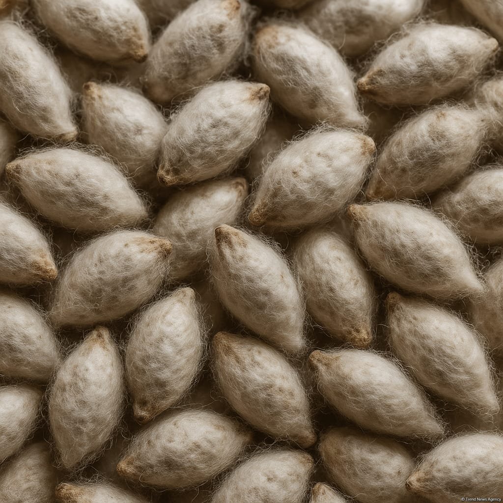 Azerbaijan sees modest growth in cottonseed imports from Türkiye in early 2025