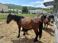 Products from livestock facility in Azerbaijan's Khojaly to reach international markets (PHOTO)
