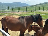Products from livestock facility in Azerbaijan's Khojaly to reach international markets (PHOTO)